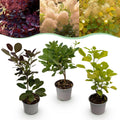 Tuinplant - Cotinus coggyria Tricolour - Paars-Groen-Geel - 3 Planten - Bladverliezend - Weinig Onderhoud - Pot 12cm Hoogte 35cm