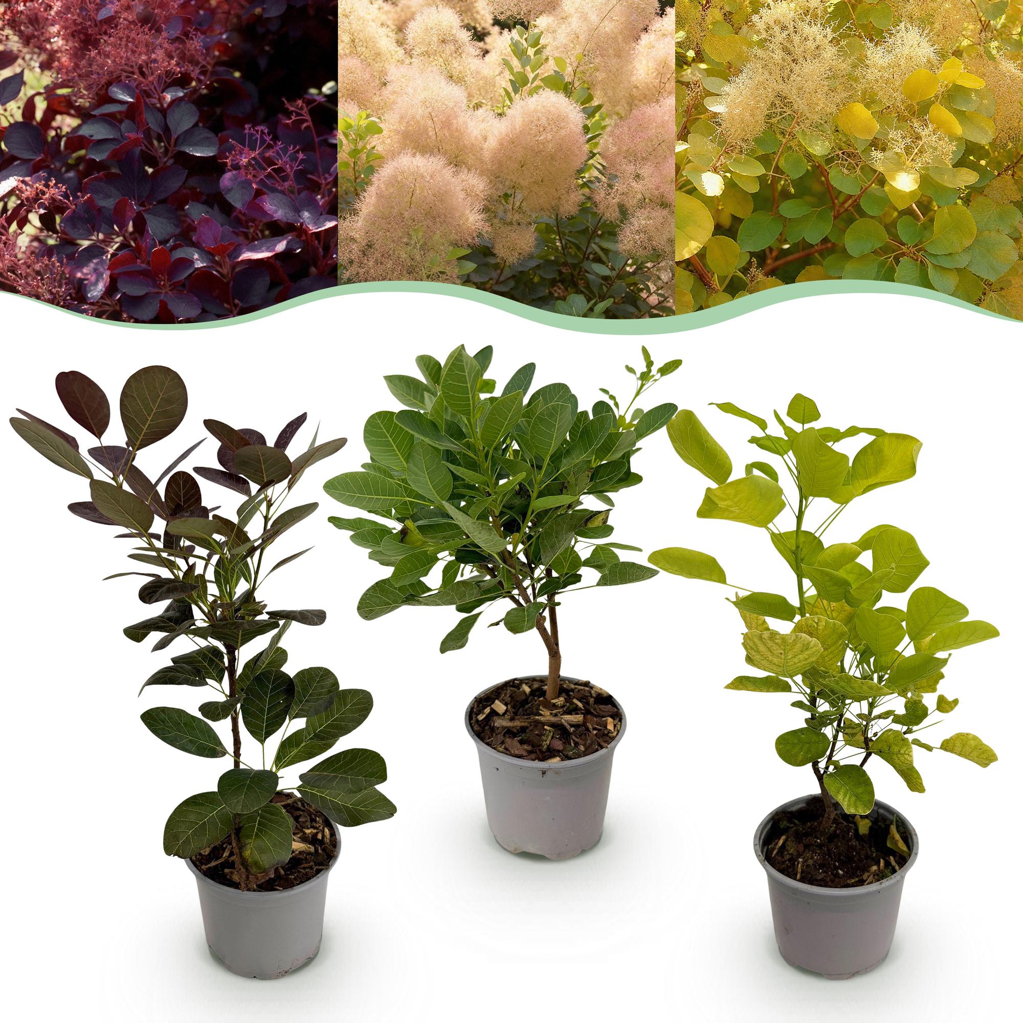 Tuinplant - Cotinus coggyria Tricolour - Paars-Groen-Geel - 3 Planten - Bladverliezend - Weinig Onderhoud - Pot 12cm Hoogte 35cm