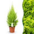 Green is... Kamerplanten - Cupressus Gold Crest Wilma - Kamer conifeer - Weinig onderhoud - Groen - 1 Plant - Pot 21cm - Hoogte 85-95cm