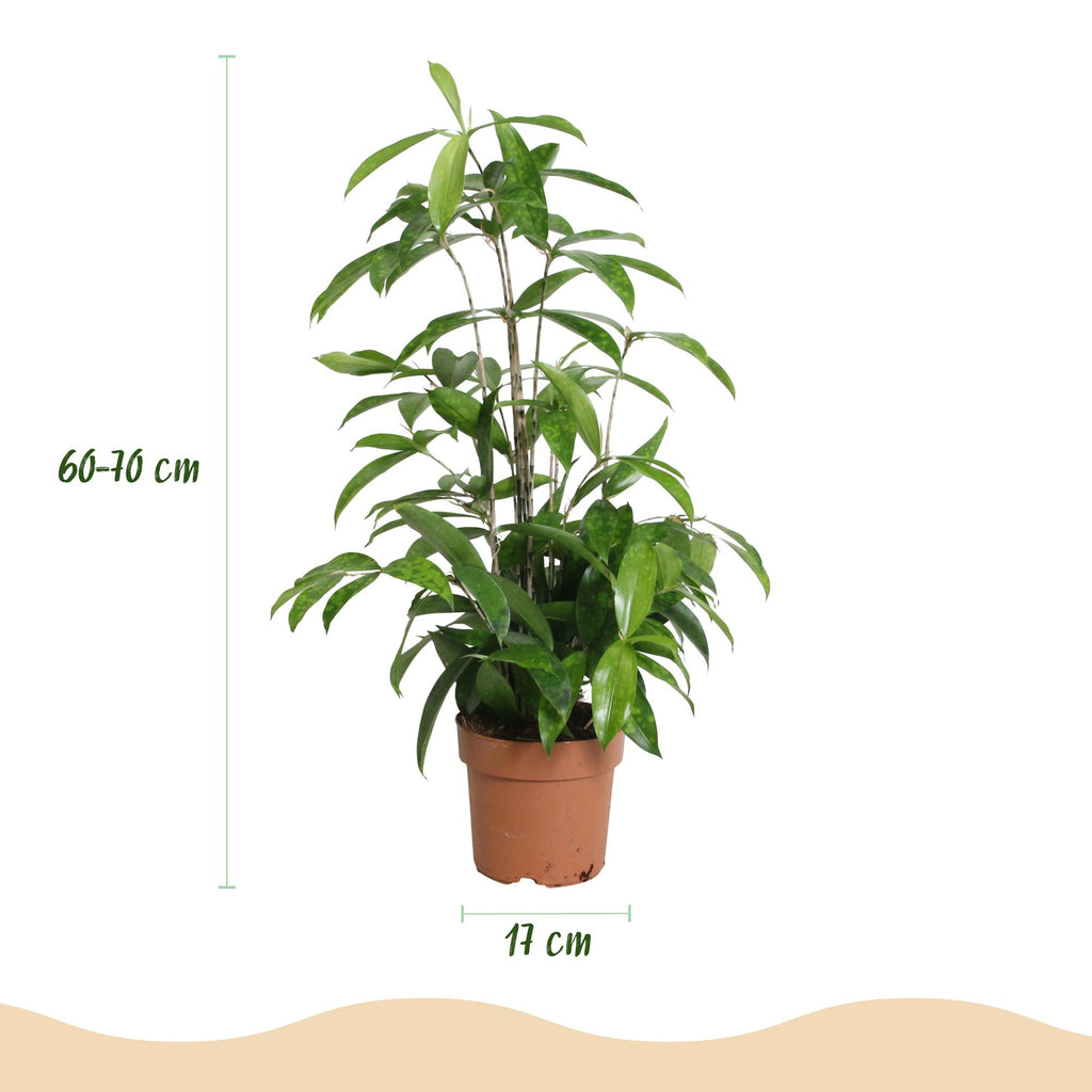 Green is... Kamerplanten - Dracaena surculosa - Drakenbloedboom - Weinig onderhoud - Groen - 1 Plant - Pot 17cm - Hoogte 60-70cm