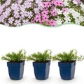 Vasteplant - Phlox Tricolour - Vlambloem - Bodembedekkend - Paars - Roze - Wit - 12 Planten - Pot 11cm - Hoogte 15-25cm