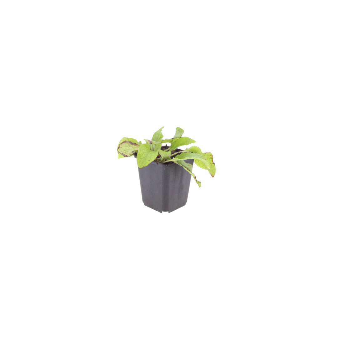 48x Symphytum grand. 'Wisley Blue' - ↕10-25cm - Ø9cm