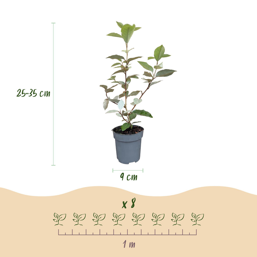 40x Eleagnus ebbingei Compacta - Olijfwilg - Haagplanten - Groenblijvend - Grijs - Pot 9cm - Hoogte 25-35cm