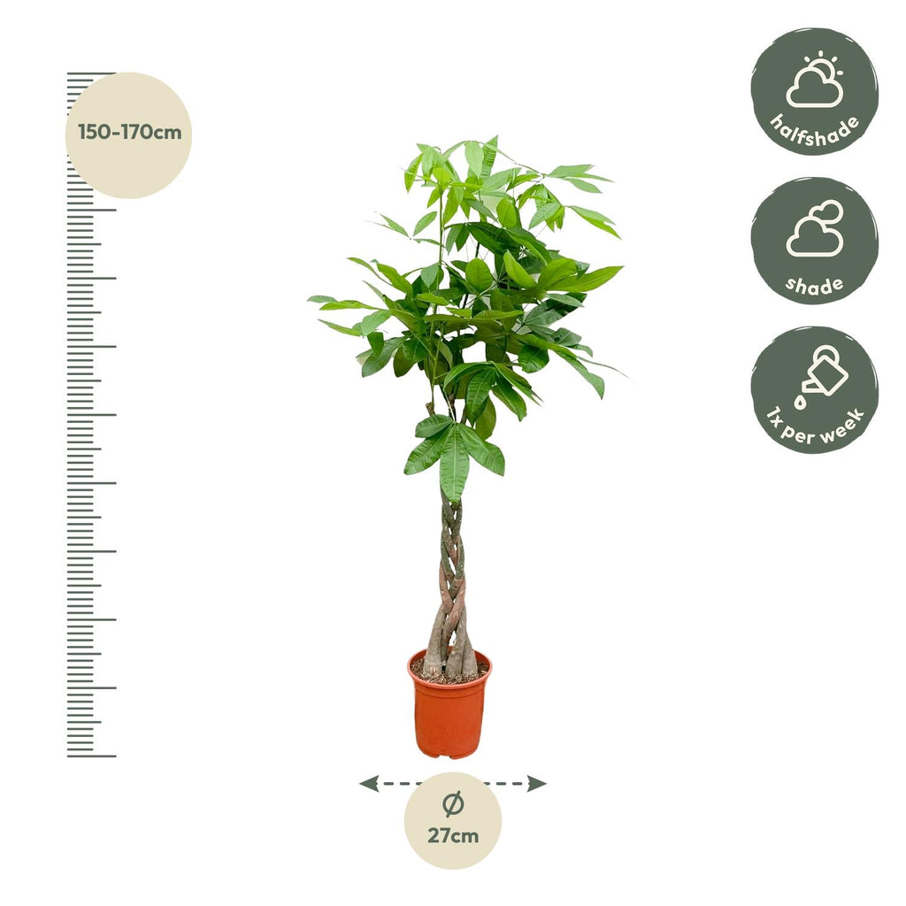 Pachira Aquatica - 100cm - ø21cm
