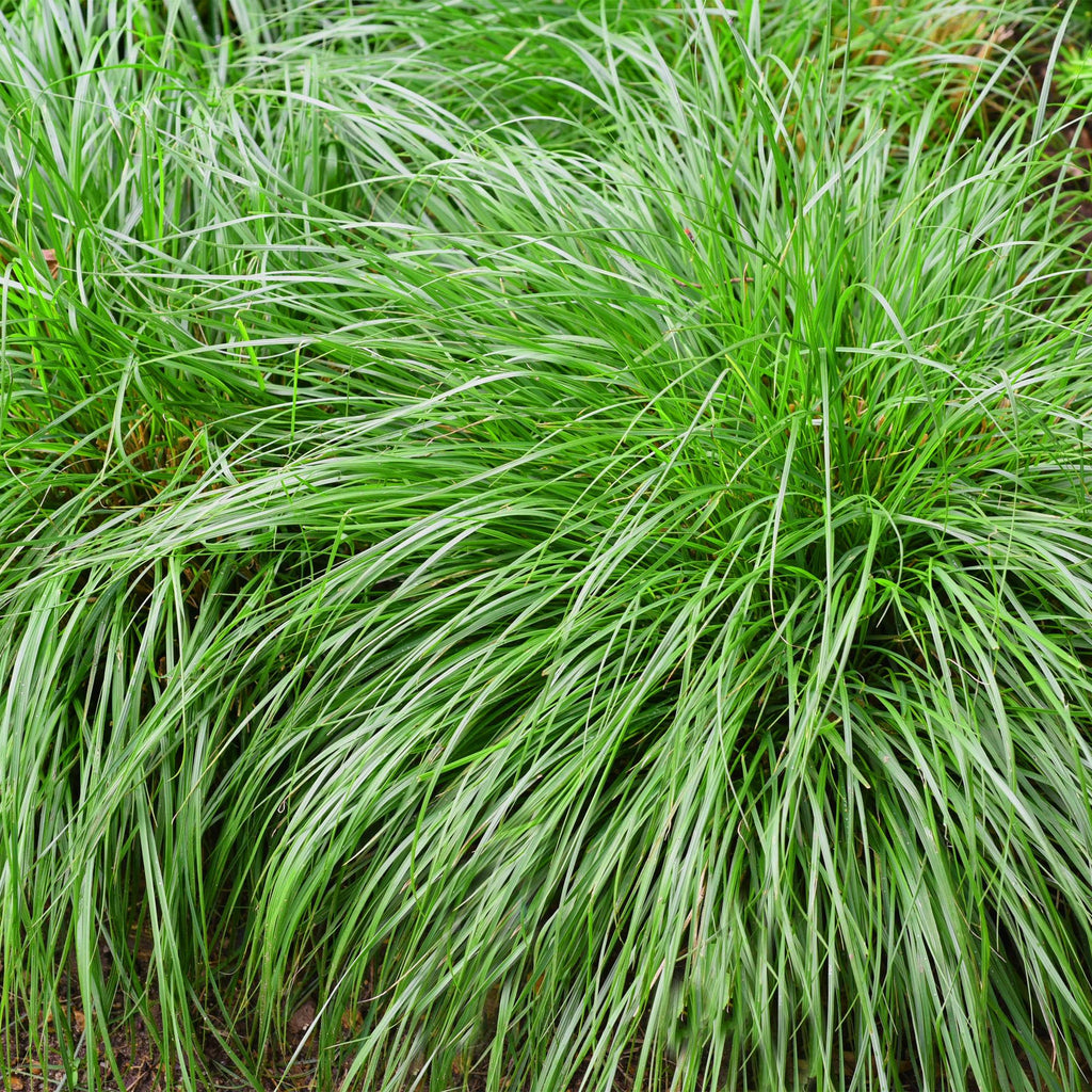 Siergrassen - Carex oshimensis Intense Green - Groen - 1 Plant - Groenblijvend - Winterhard - Pot 17cm Hoogte 50cm