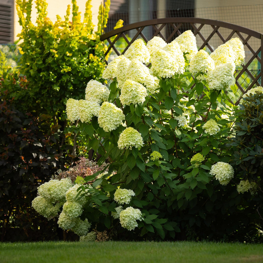 Pluim Hortensia - Hydrangea panniculata Limelight - Bloem Creme Wit  - 1 Plant - Bladverliezend - Grote Bloemen - Pot 17cm Hoogte 50cm