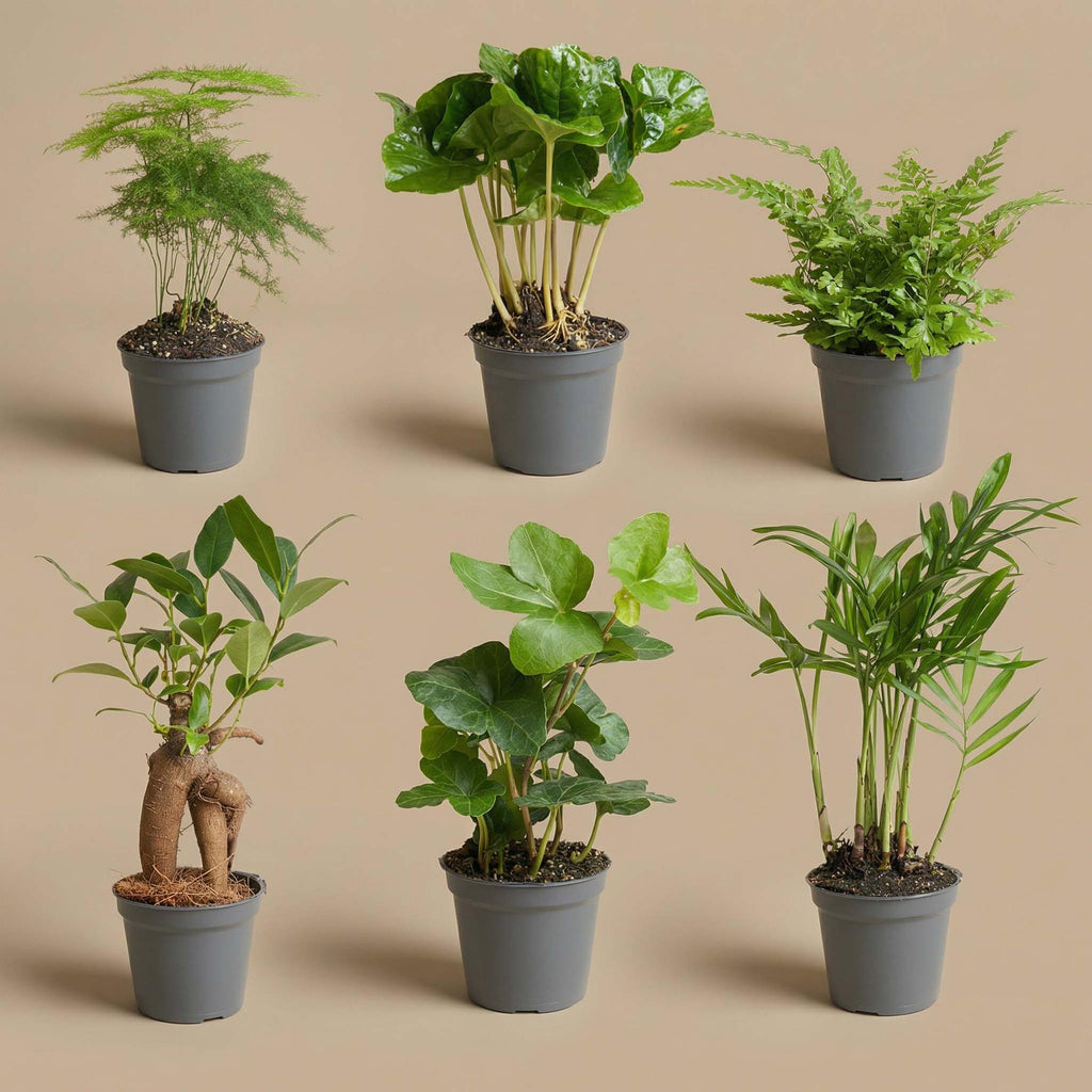 Planten set - Groen - 6 groene planten - potmaat 6