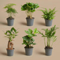 Planten set - Groen - 6 groene planten - potmaat 6