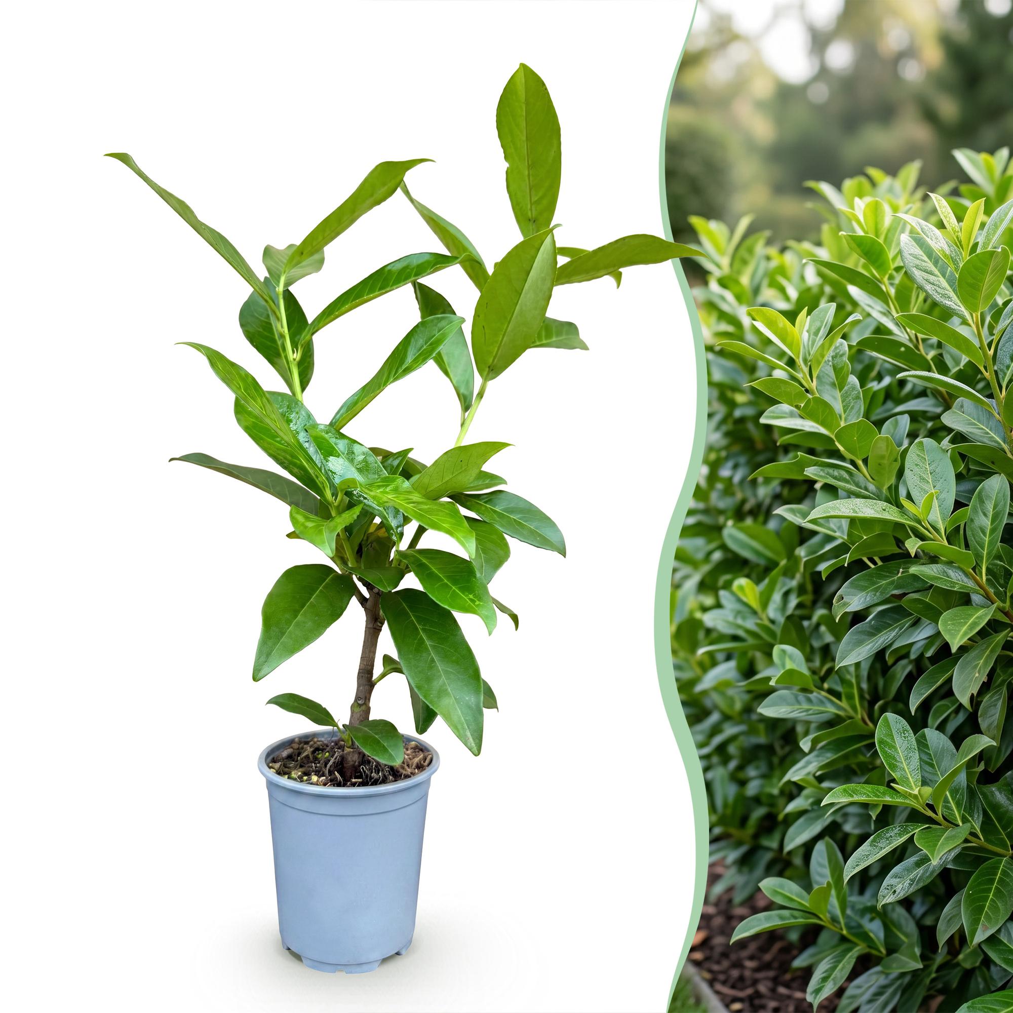 16x Prunus laur. Novita - Laurierkers - Haagplanten - Groenblijvend - Groen - Pot 9cm - Hoogte 25-35cm