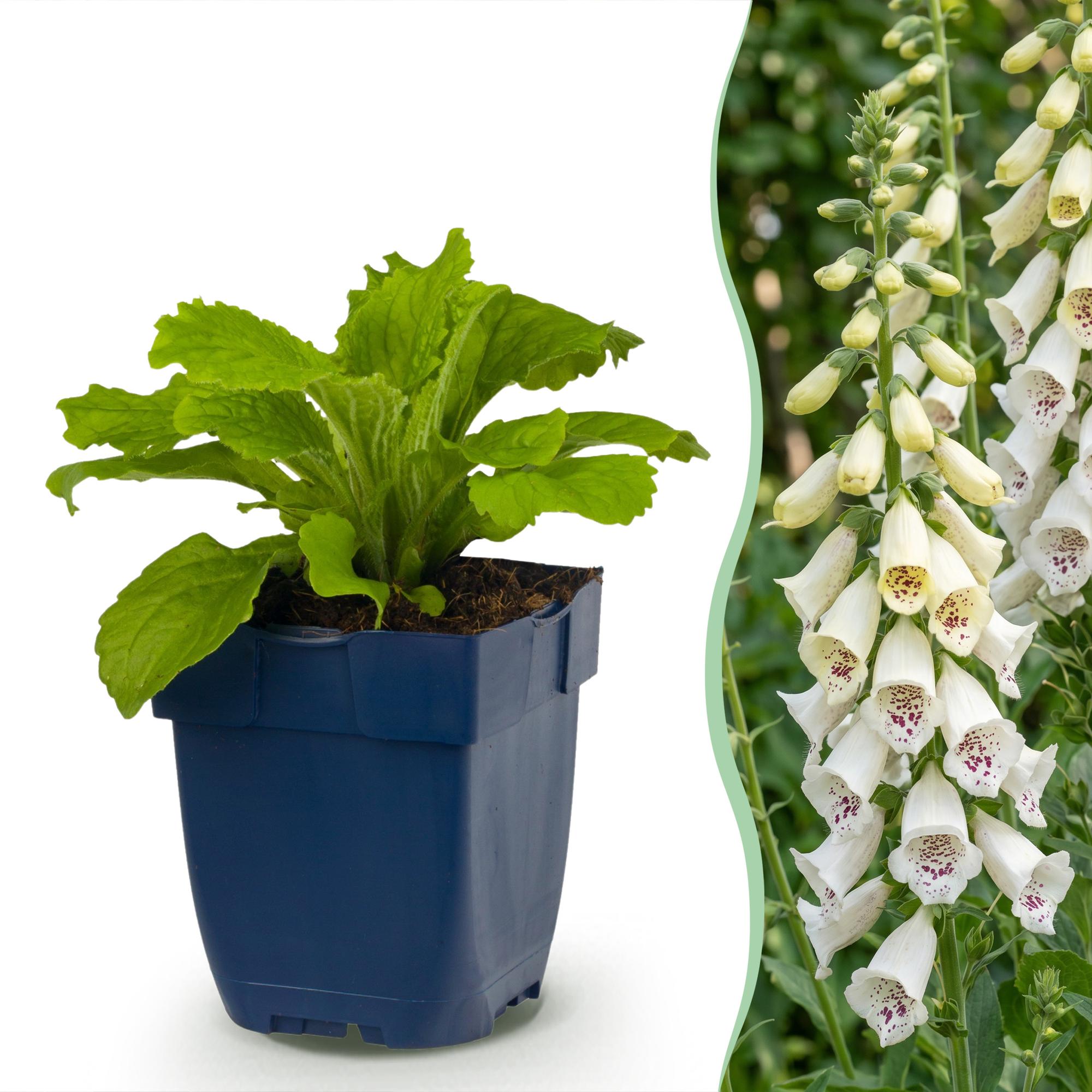 Vasteplant - Digitalis purp. Dalmatian White - Vingerhoedskruid - Schaduw - Wit - 24 Planten - Pot 11cm - Hoogte 15-25cm