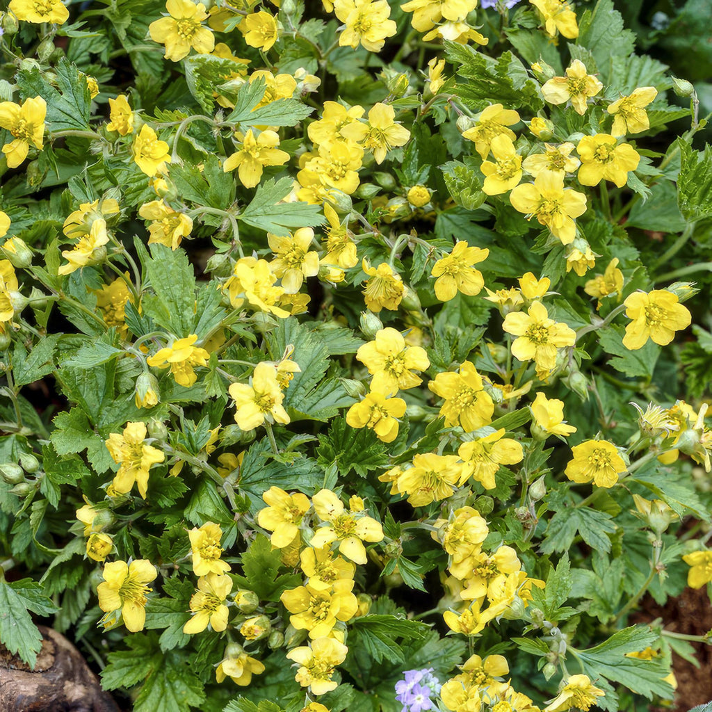 24x Waldsteinia ternata - ↕10-25cm - Ø9cm