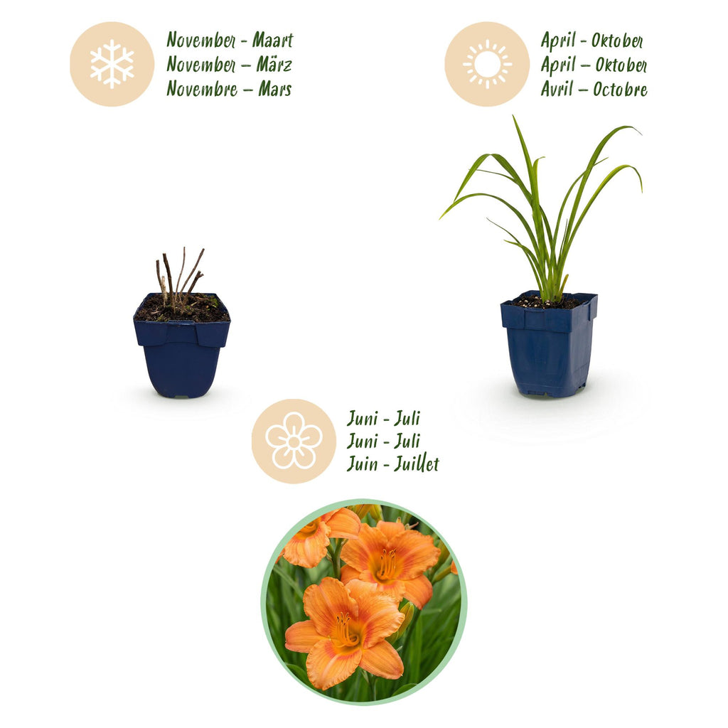 Vasteplant - Hemerocallis Mauna Loa - Daglelie - Bijen en Vlinderlokkers - Oranje - 3 Planten - Pot 11cm - Hoogte 15-25cm