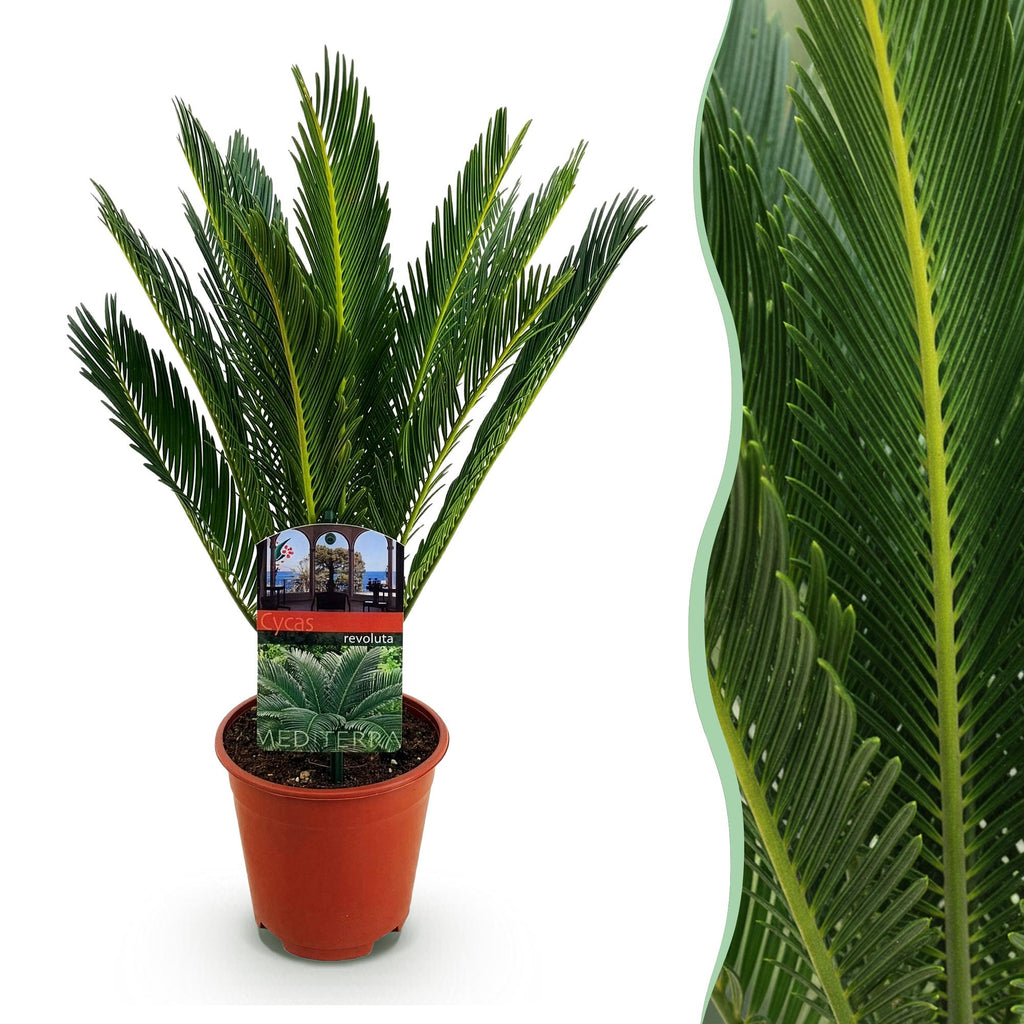 Kamerplant - Cycas revoluta - Palmvaren - Weinig onderhoud - Groen - 1 - Pot 15cm - Hoogte 45-55cm