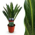 Kamerplant - Cycas revoluta - Palmvaren - Weinig onderhoud - Groen - 1 - Pot 15cm - Hoogte 45-55cm