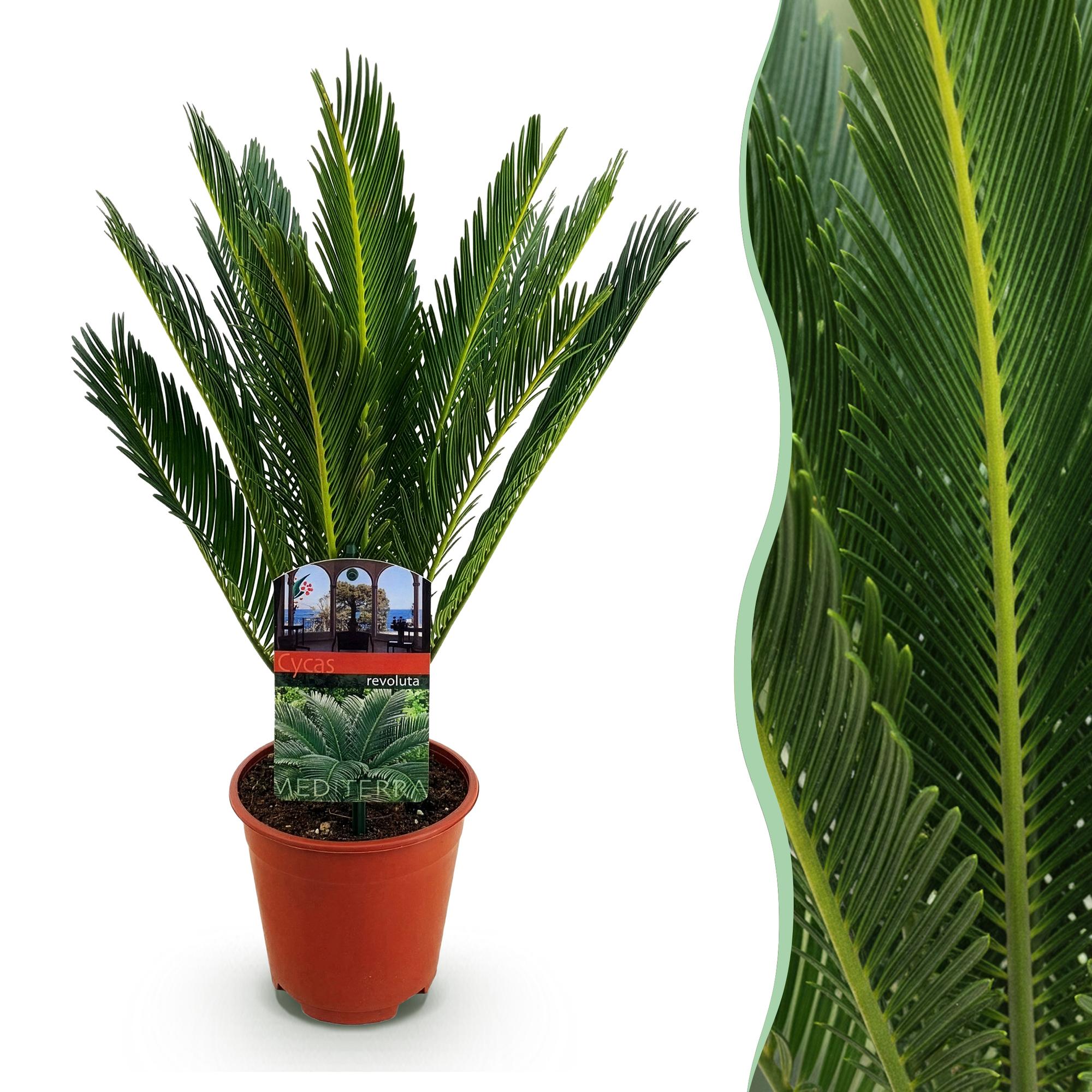 Kamerplant - Cycas revoluta - Palmvaren - Weinig onderhoud - Groen - 1 - Pot 15cm - Hoogte 45-55cm