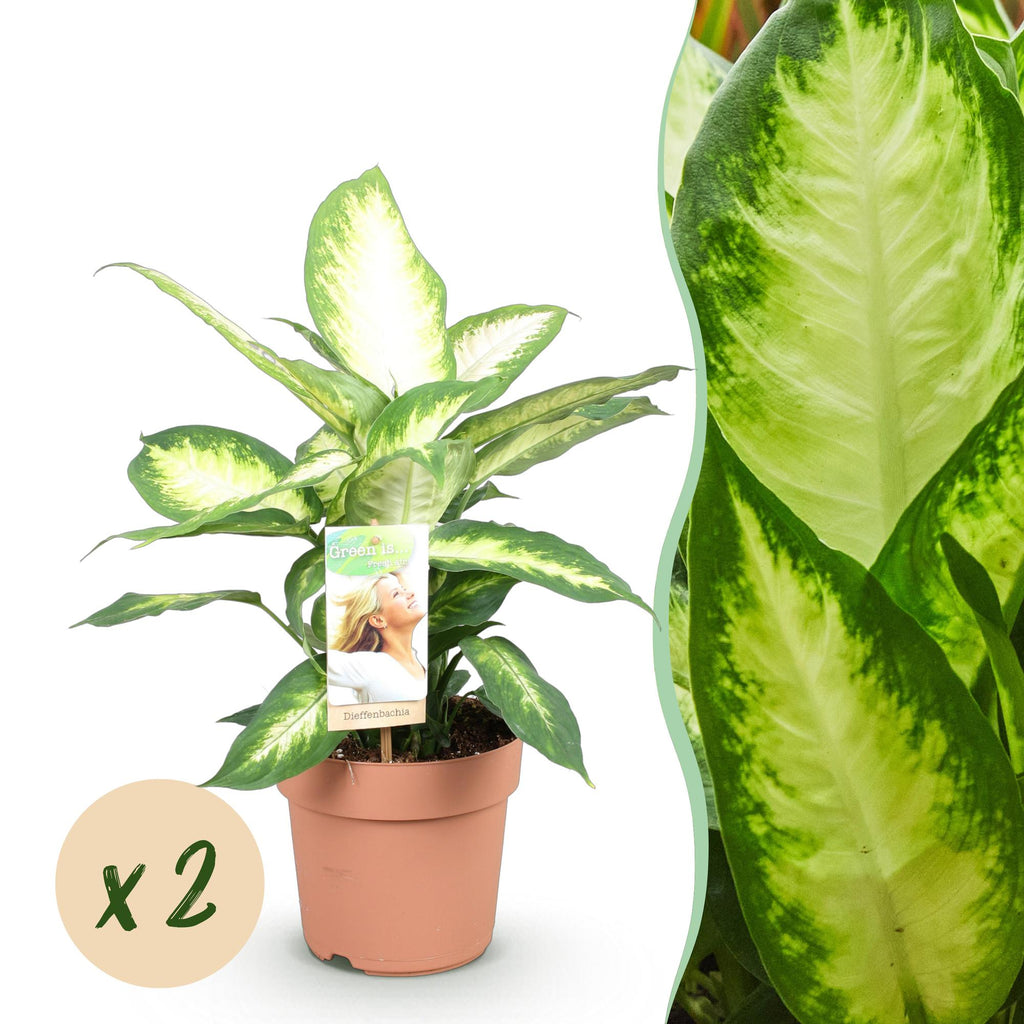 Green is... Kamerplanten - Diefenbachia Camilla - Dieffenbachia - Weinig onderhoud - Groen - 2 Planten - Pot 17cm - Hoogte 45-50cm