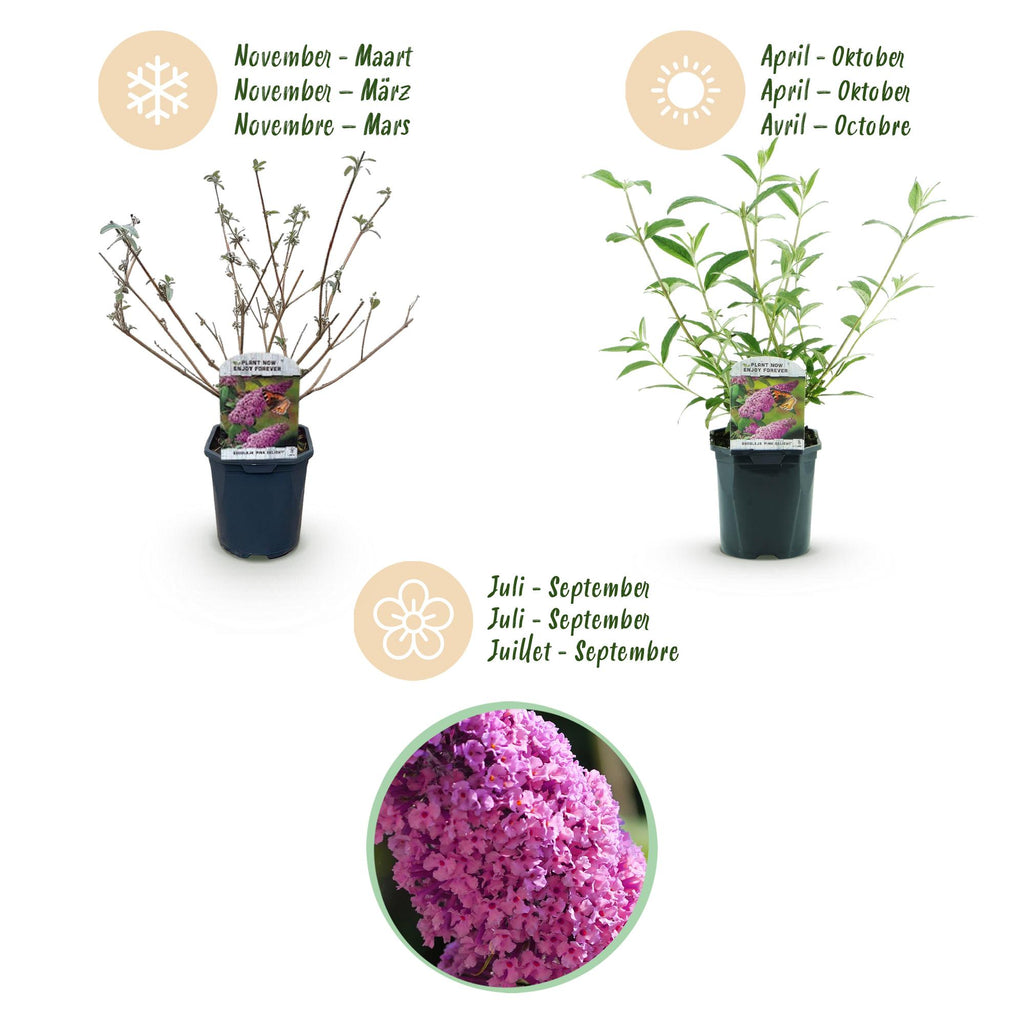 Tuinplant - Buddleja davidii Pink Delight - Vlinderstruik - Winterhard - Roze - 3 Planten - Pot 17cm - Hoogte 45cm