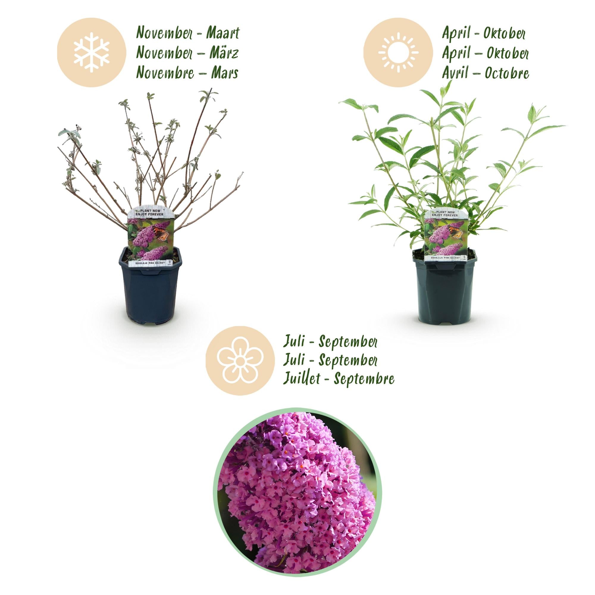 Tuinplant - Buddleja davidii Pink Delight - Vlinderstruik - Winterhard - Roze - 3 Planten - Pot 17cm - Hoogte 45cm