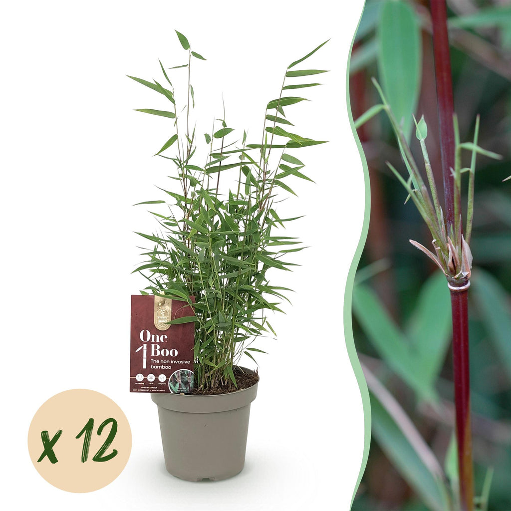 Bamboe - Fargesia Red Dragon - Bladhoudend - Niet Woekerend - Groen - 12 Planten - Pot 14cm - Hoogte 35cm