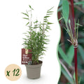 Bamboe - Fargesia Red Dragon - Bladhoudend - Niet Woekerend - Groen - 12 Planten - Pot 14cm - Hoogte 35cm