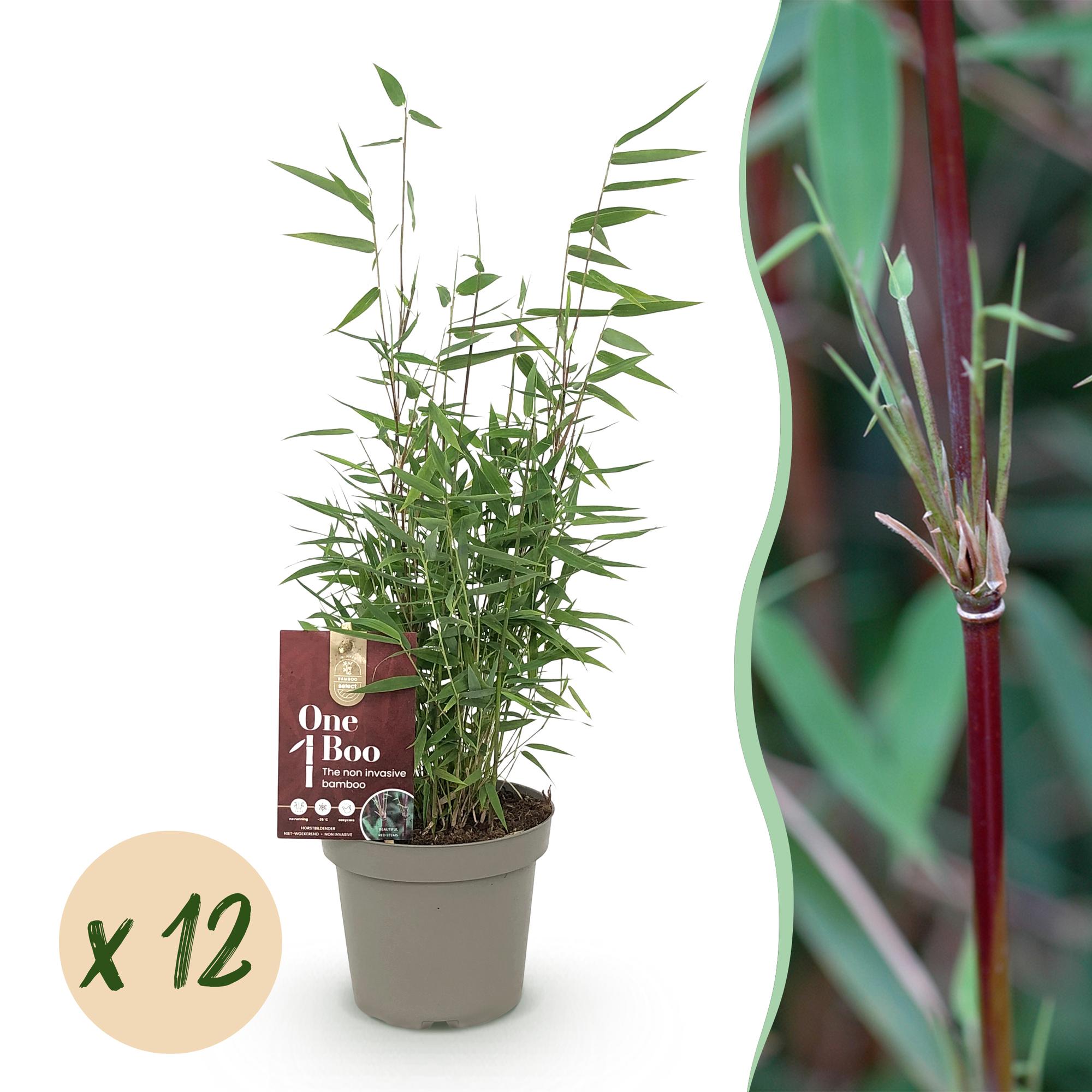 Bamboe - Fargesia Red Dragon - Bladhoudend - Niet Woekerend - Groen - 12 Planten - Pot 14cm - Hoogte 35cm
