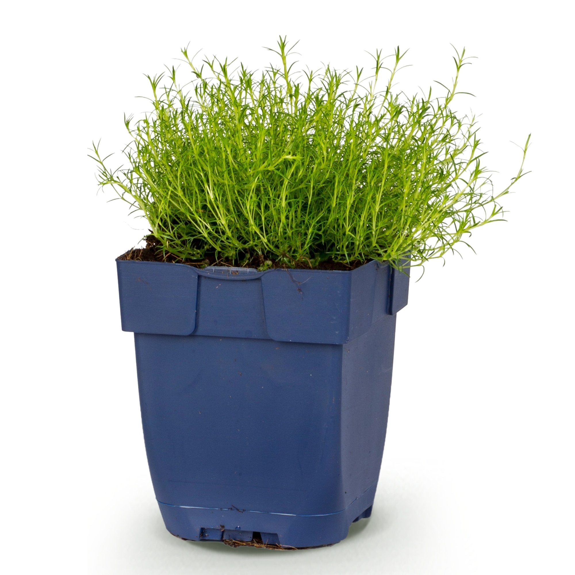 Vasteplant - Sagina subulata - Vetmuur - RotsPlant - Wit - 1 Plant - Pot 11cm - Hoogte 15-25cm