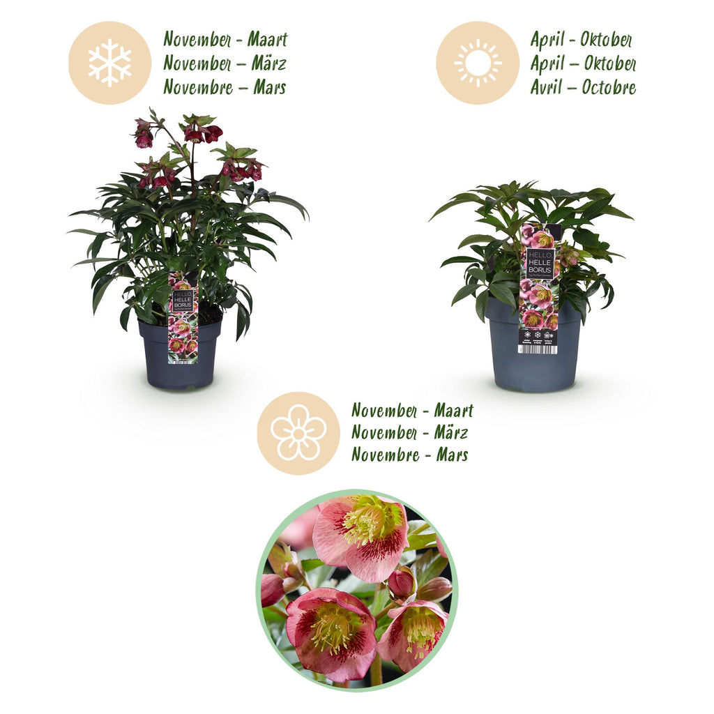 Tuinplant - Lenten Rose - Helleborus Dacaya - Roze Bloem - Groenblijvend - Pot 19cm Hoogte 50cm
