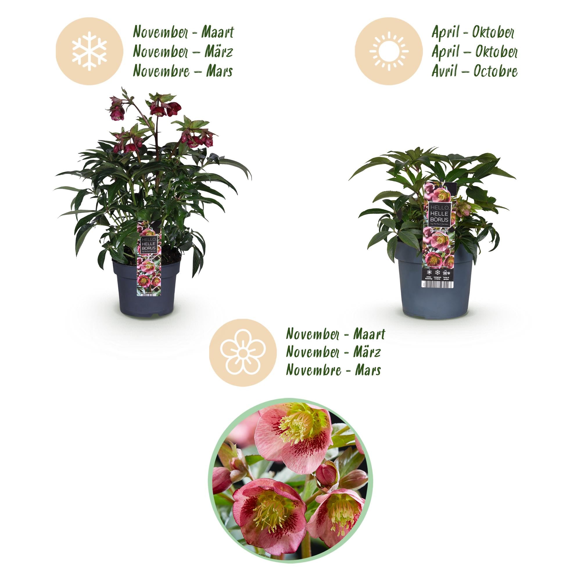 Tuinplant - Lenten Rose - Helleborus Dacaya - Roze Bloem - Groenblijvend - Pot 19cm Hoogte 50cm