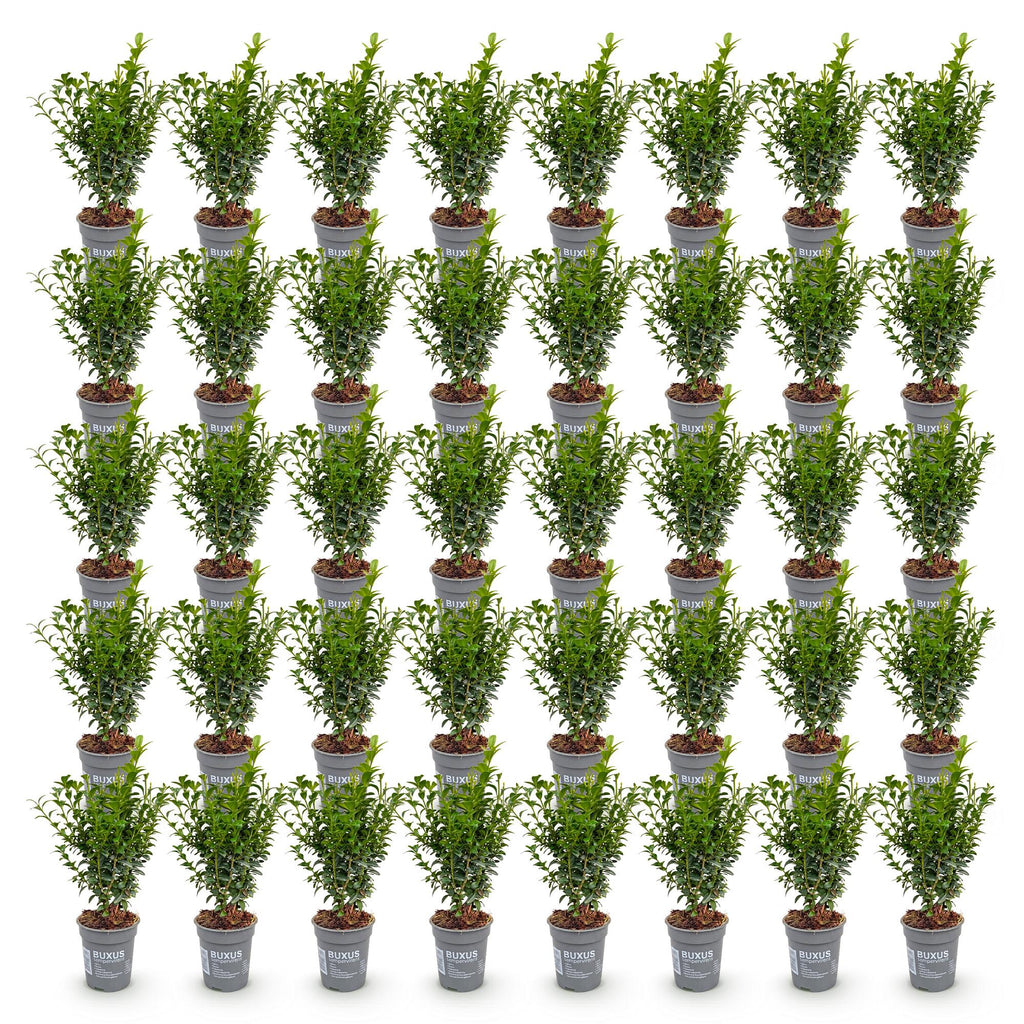 40x Buxus sempervirens - Palmboompje - Haagplanten - Groenblijvend - Groen - Pot 9cm - Hoogte 20-25cm