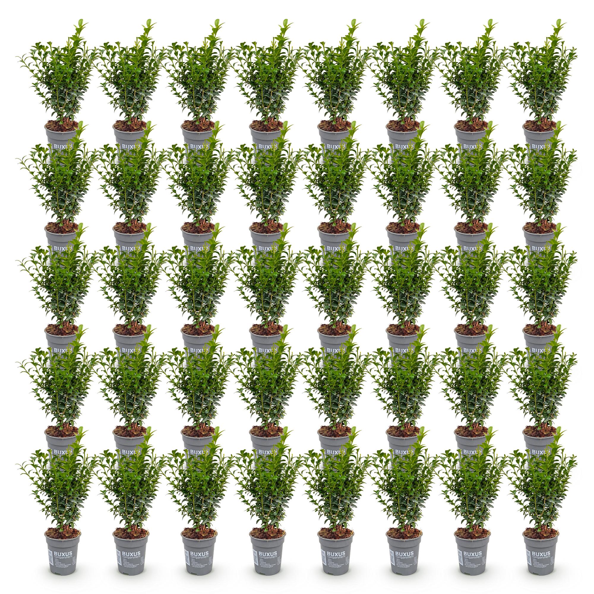 40x Buxus sempervirens - Palmboompje - Haagplanten - Groenblijvend - Groen - Pot 9cm - Hoogte 20-25cm