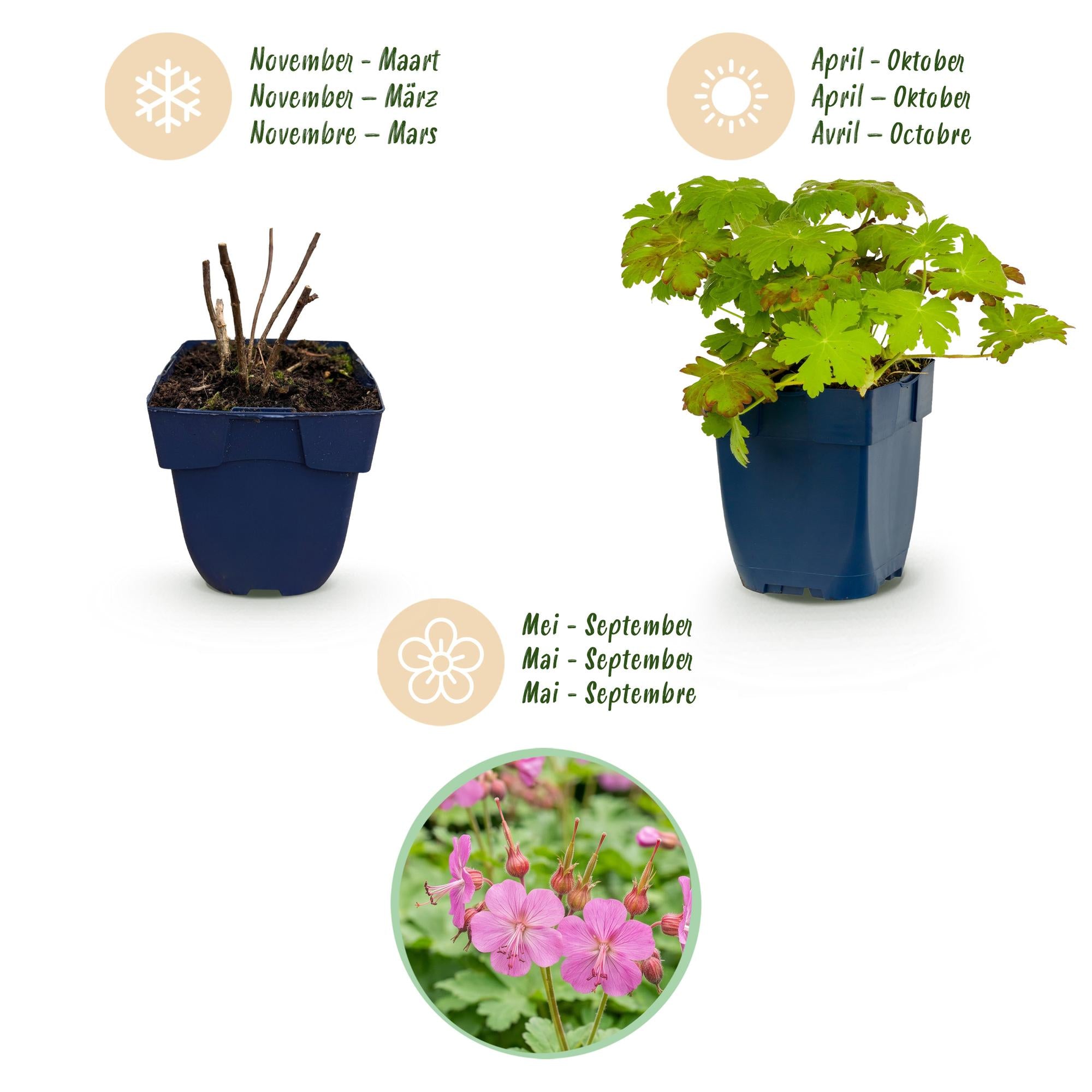 Vasteplant - Geranium macrorrhizum - Ooievaarsbek - Bodembedekkend - Roze - 24 Planten - Pot 11cm - Hoogte 15-25cm