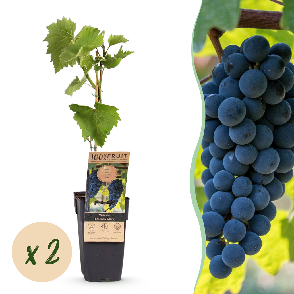 Fruitplant - Vitis vinifera Boskoop Glory - Druivenplant - Winterhard - Blauwe Druif - 2 Planten - Pot 15cm - Hoogte 50cm