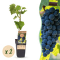 Fruitplant - Vitis vinifera Boskoop Glory - Druivenplant - Winterhard - Blauwe Druif - 2 Planten - Pot 15cm - Hoogte 50cm