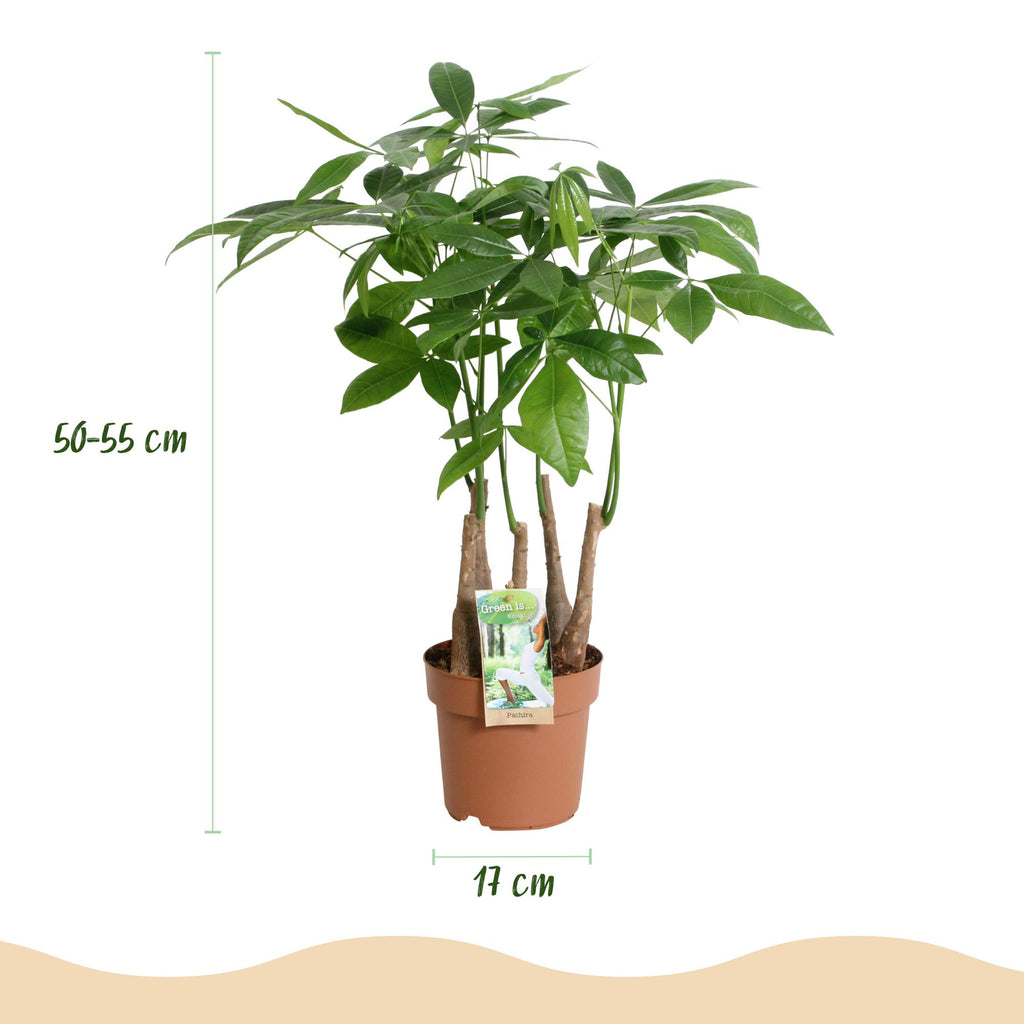 Green is... Kamerplanten - Pachira Aquatica multi stam - Geldboom - Weinig onderhoud - Groen - 2 Planten - Pot 17cm - Hoogte 50-55cm