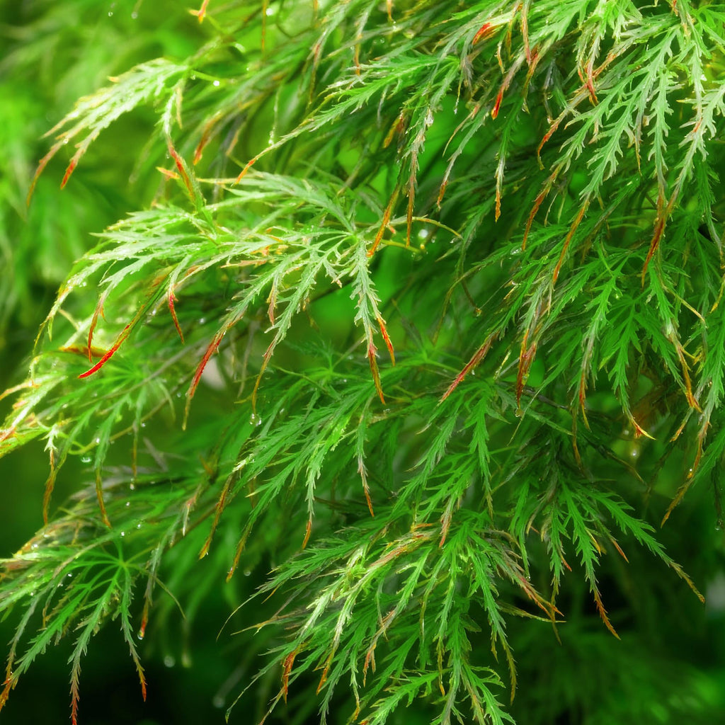 Tuinplant - Acer palmatum Emerald Lace - Japanse Esdoorn - Bladverliezend - Groen - 1 - Pot 26cm - Hoogte 90cm