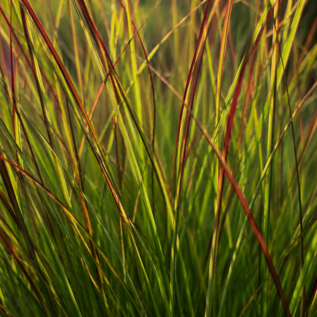3x Panicum virgatum ‘Rotstrahlbusch’ – Siergras met warme herfstkleuren | Potmaat 12 cm