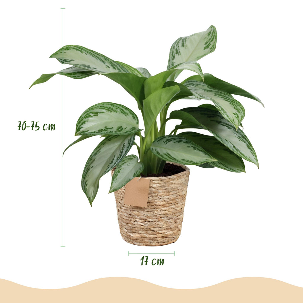 Green is... Kamerplanten - Aglaonema Silver Bay - Zilverblad - Weinig onderhoud - met mand - Groen - 2 Planten - Pot 17cm - Hoogte 70-75cm