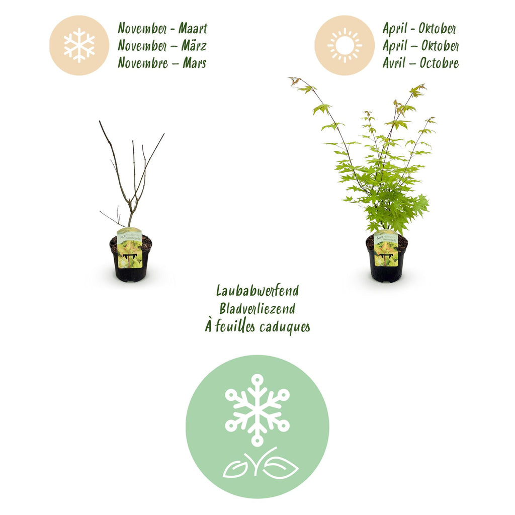Terrasplant - Japanse Esdoorn - Acer palmatum Summergold - Geel - 1 Plant - Bladverliezend - Pot 19cm Hoogte 70cm