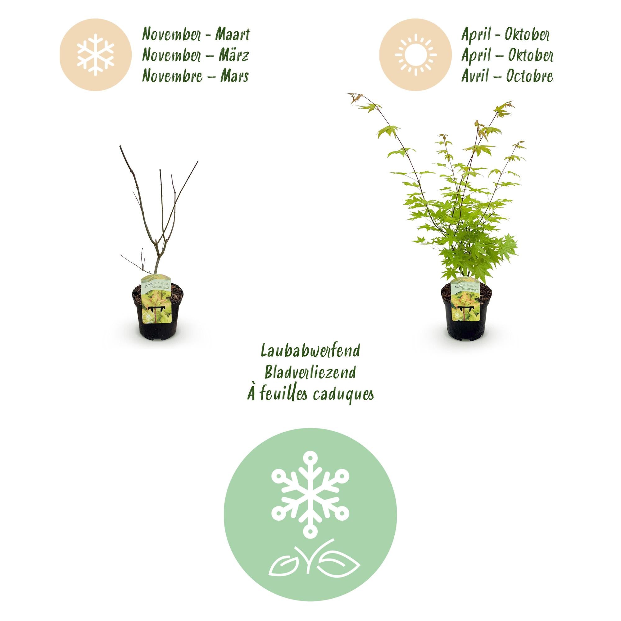 Terrasplant - Japanse Esdoorn - Acer palmatum Summergold - Geel - 1 Plant - Bladverliezend - Pot 19cm Hoogte 70cm
