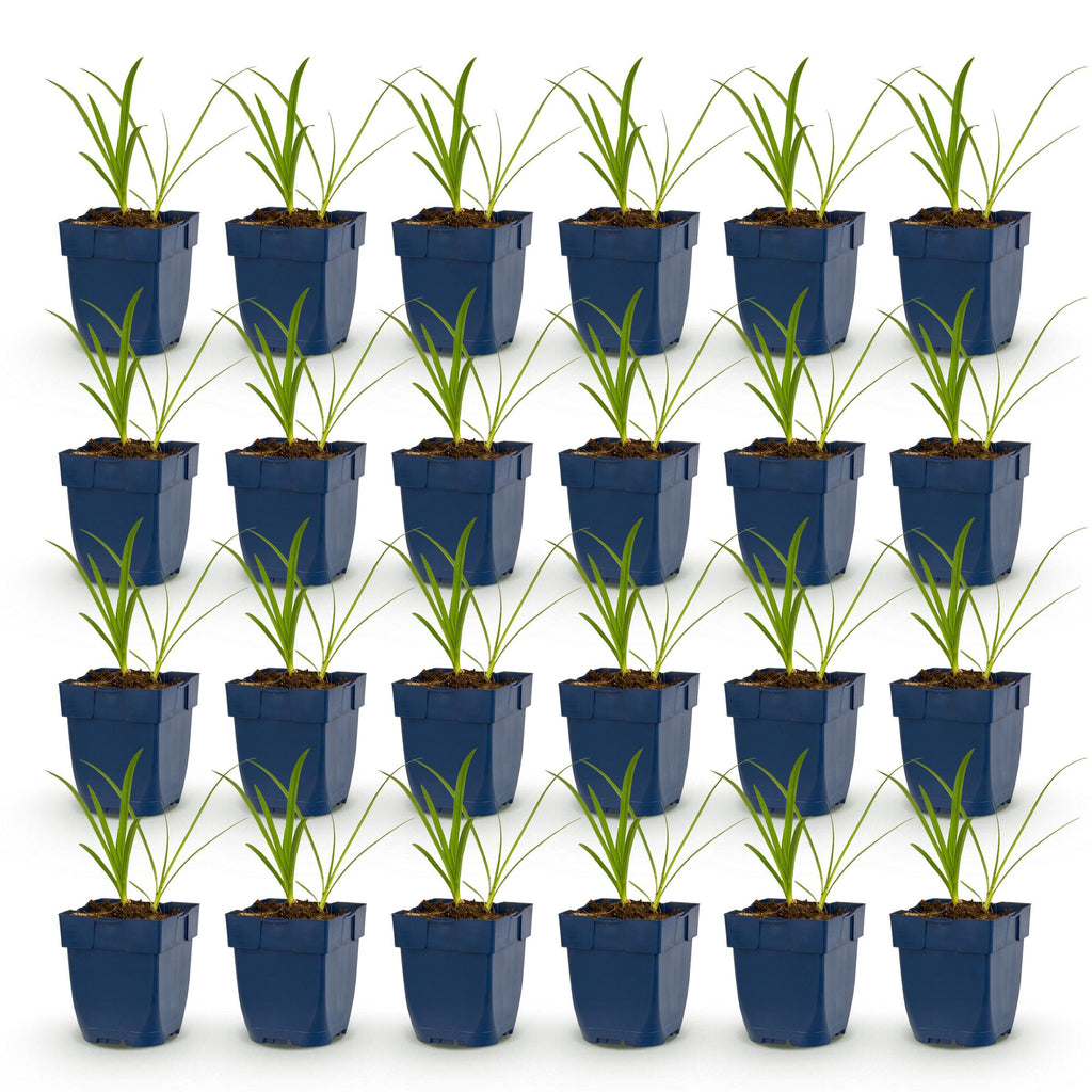 Vasteplant - Agapanthus africanus Albus - Afrikaanse Lelie - Bijen en Vlinderlokkers - Wit - 24 Planten - Pot 11cm - Hoogte 15-25cm
