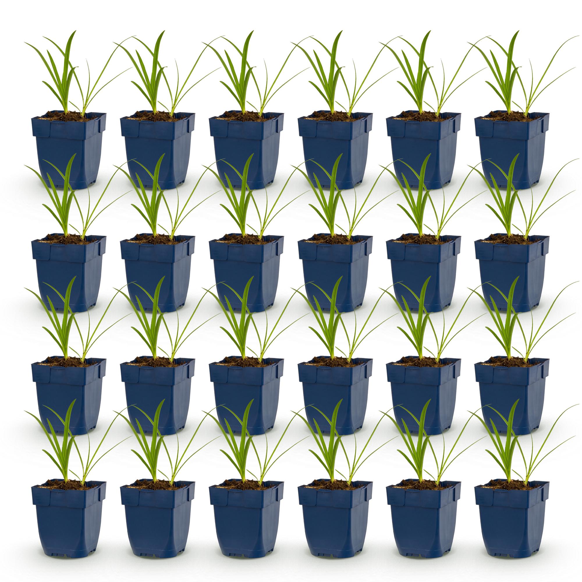 Vasteplant - Agapanthus africanus Albus - Afrikaanse Lelie - Bijen en Vlinderlokkers - Wit - 24 Planten - Pot 11cm - Hoogte 15-25cm