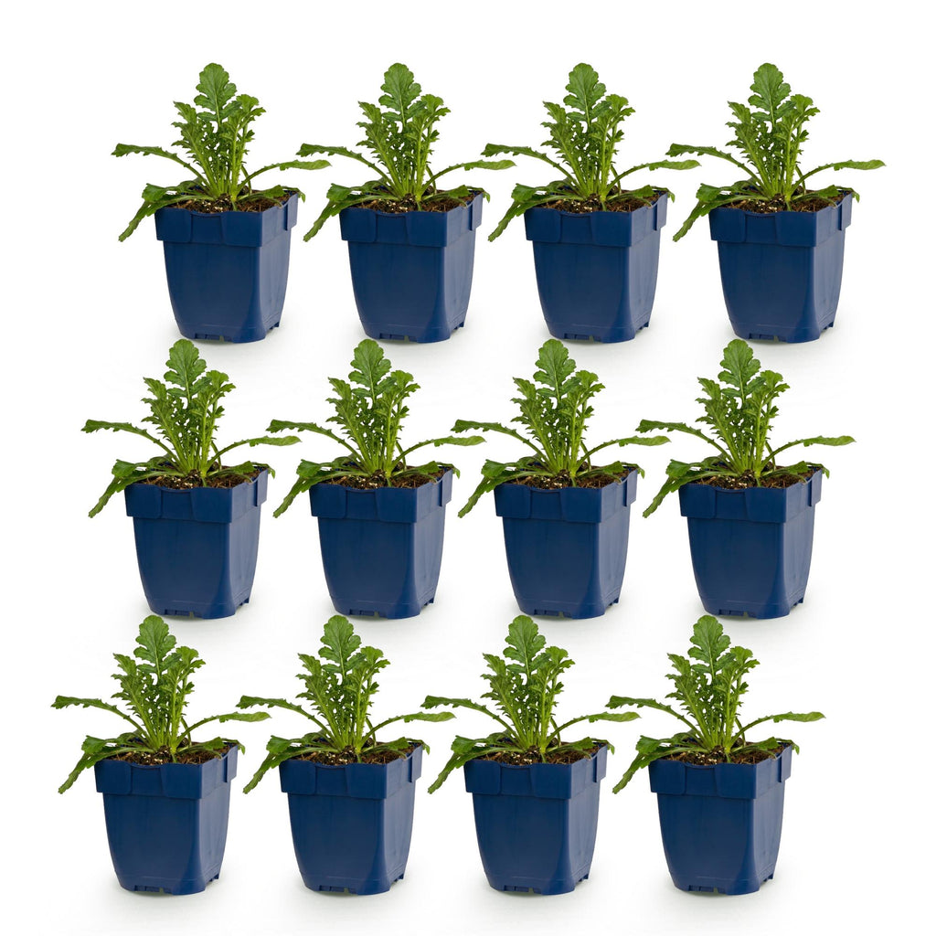 Vasteplant - Scabiosa Duo - Duifkruid - Bijen en Vlinderlokkers - Paars - Roze - 12 Planten - Pot 11cm - Hoogte 15-25cm