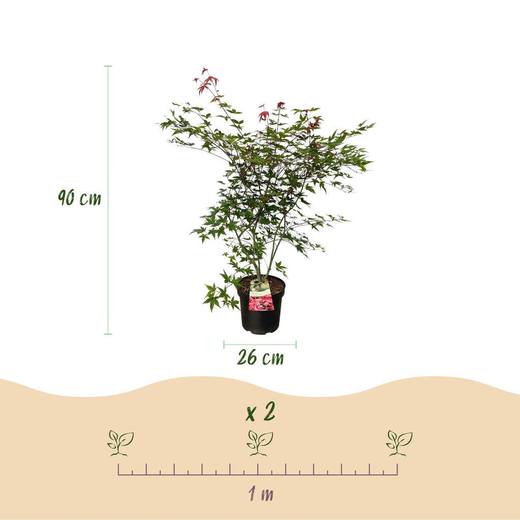 Tuinplant - Acer palmatum Beni Maiko - Japanse Esdoorn - Bladverliezend - Rood - 1 - Pot 26cm - Hoogte 90cm