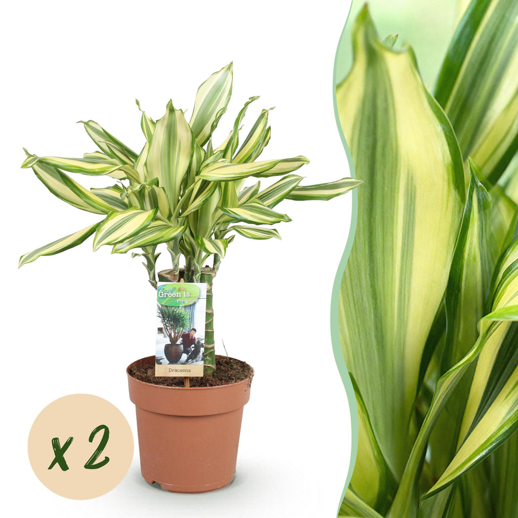 Green is... Kamerplanten - Dracaena fragrans Diamond Dream - Drakenbloedboom - Weinig onderhoud - Groen - 2 Planten - Pot 17cm - Hoogte 50-55cm