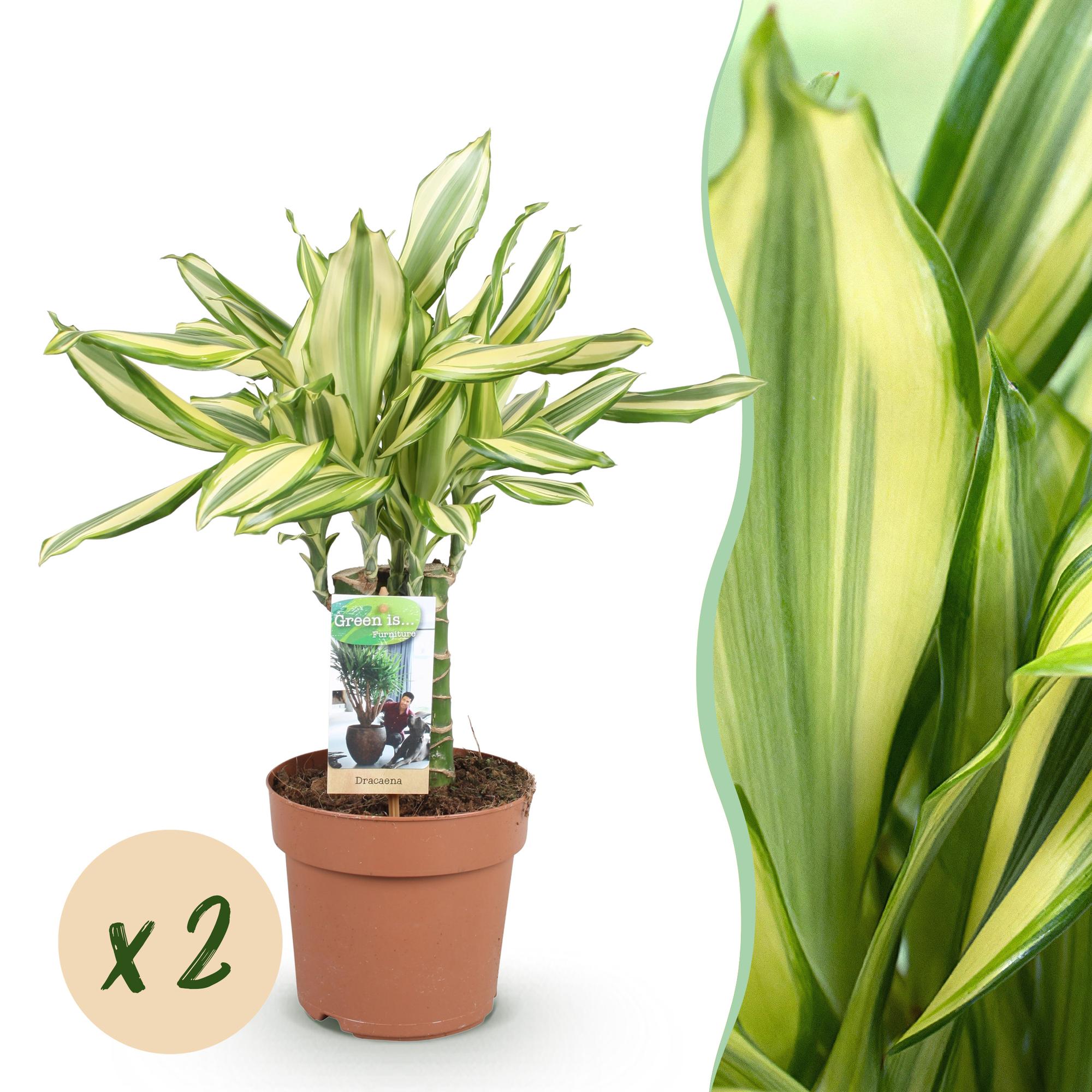Green is... Kamerplanten - Dracaena fragrans Diamond Dream - Drakenbloedboom - Weinig onderhoud - Groen - 2 Planten - Pot 17cm - Hoogte 50-55cm