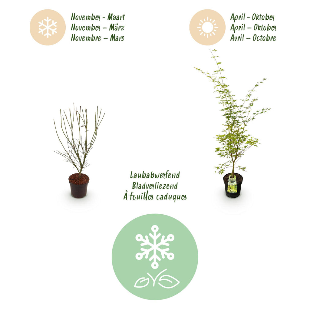 Tuinplant - Acer palmatum Sangokaku - Japanse Esdoorn - Bladverliezend - Groen - 1 - Pot 26cm - Hoogte 90cm