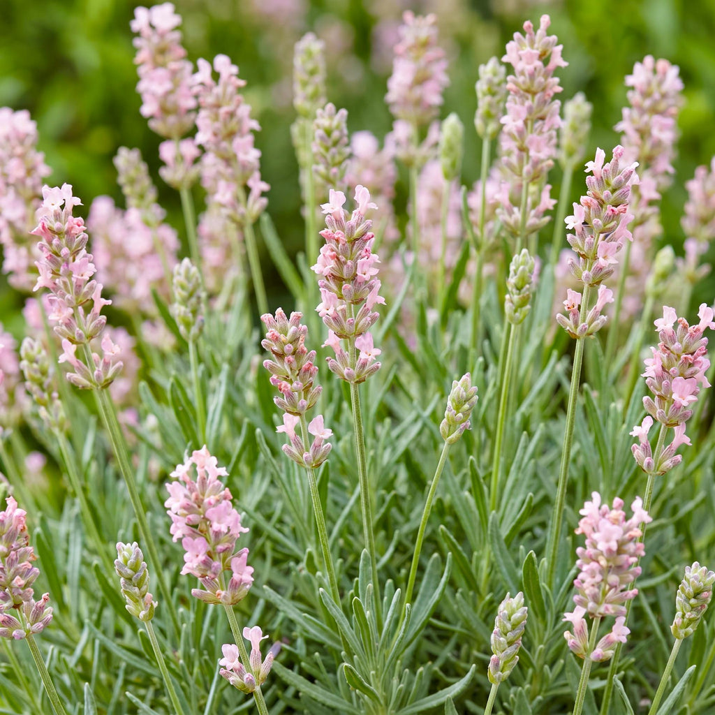 Vasteplant - Lavandula ang. Rosea - Lavendel - Geurend - Roze - 12 Planten - Pot 11cm - Hoogte 15-25cm