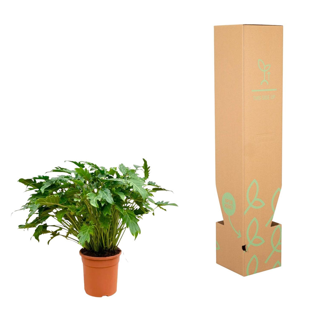Philodendron Xanadu - 100 cm - Ø35