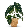 Kamerplant - Olifantsoor - Alocasia Frydek - Groen - Weinig onderhoud - 1 Plant - met Mand - Pot 19cm - Hoogte 60cm