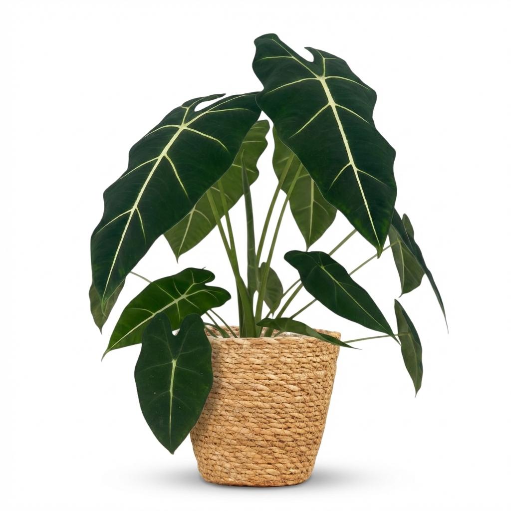 Kamerplant - Olifantsoor - Alocasia Frydek - Groen - Weinig onderhoud - 1 Plant - met Mand - Pot 19cm - Hoogte 60cm